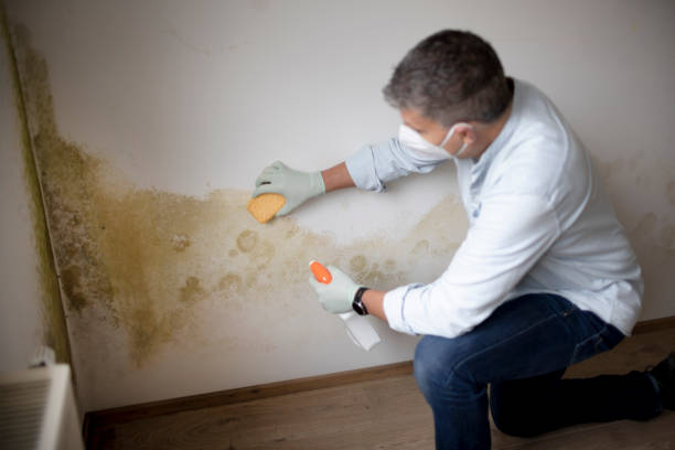 Best Emergency Mold Remediation  in Jefferson, IA
